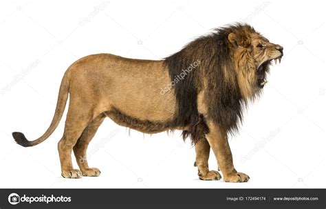 Lions Side View / Download 120+ royalty free lion side view vector ...