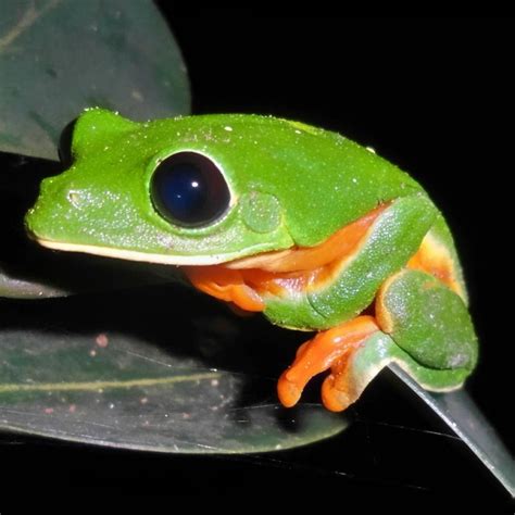Black Eyed Tree Frog Black Eyed Tree Frog For Sale