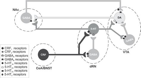 Simplified Schematic Diagram Illustrating How Corticotropin Releasing