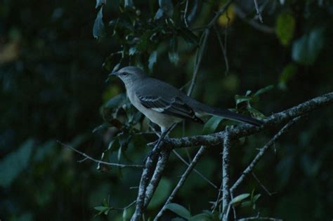 5 Oiseaux De Floride