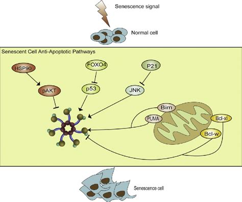 Senescent Cell Anti Apoptotic Pathways In Eukaryotic Cells Senescent