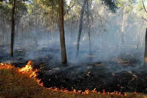 México Manda Ayuda Para Combatir Incendios Forestales En Canadá