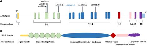 Frontiers Mutational Spectrum Of LDLR And PCSK9 Genes Identified In