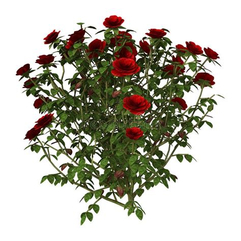 3d Illustration Red Rose Bush On White Stock Illustration