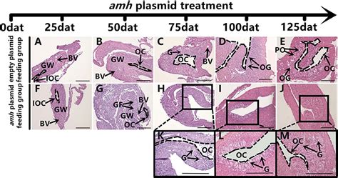 Frontiers Overexpression Of Anti Müllerian Hormone Gene In Vivo