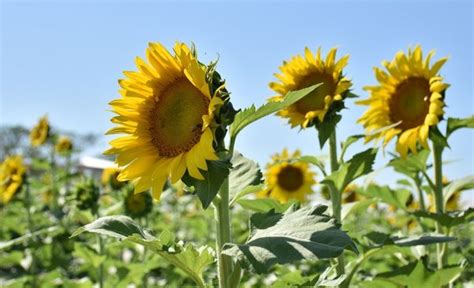 Cómo Le Fue A Los Cultivos De Trigo Maíz Y Girasol La última Semana Punto Biz