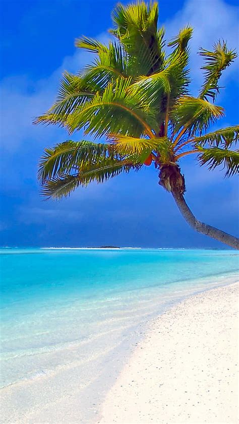 [100 ] Palm Trees Beach Wallpapers