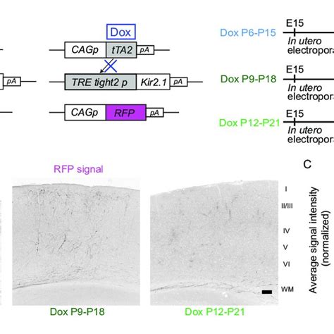 A Critical Period For Restoration Of Callosal Axon Projections A Download Scientific Diagram