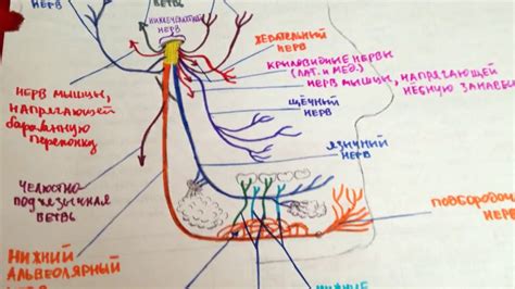 Тройничный нерв. Продолжение: верхнечелюстной и нижнечелюстной нервы ...