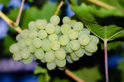 Un Racimo De Uvas Que Son Verdes Y Blancas Foto Premium