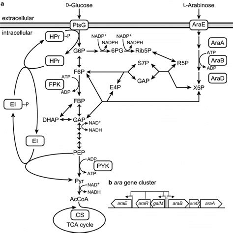 Metabolic Pathway Of D Glucose And L Arabinose A And The Chromosomal