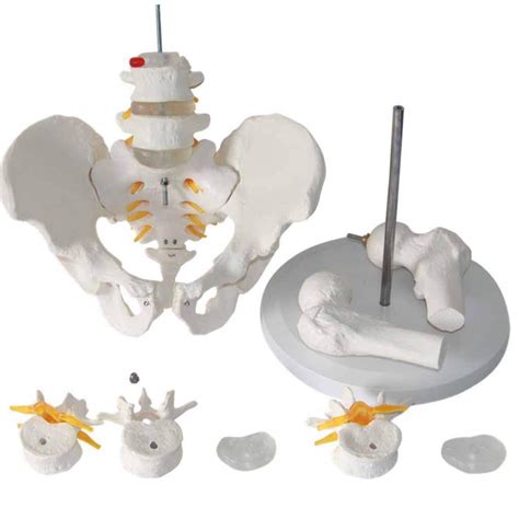 Buy Zamax Study Model Human Pelvic Anatomical Model Lumbar Spine