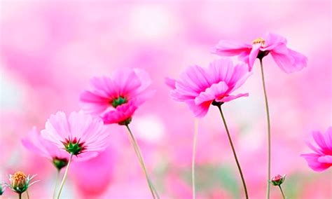 Imágenes de FLORES BONITAS y Hermosas [Con Frases]