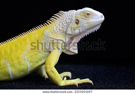 Head Yellow Iguana Iguana Iguana Looks Stock Photo 2251055697 ...