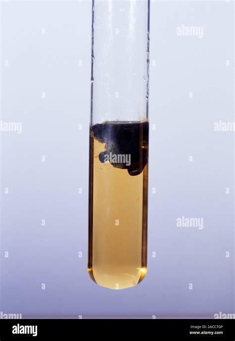 Iron (II) hydroxide precipitate formed by adding sodium hydroxide (NaOH ...