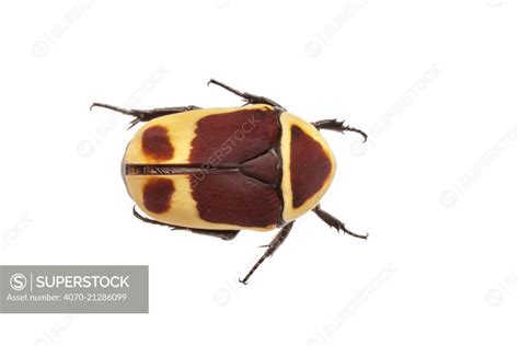 Sun Beetle Pachnoda Marginata Peregrina Photographed On A White