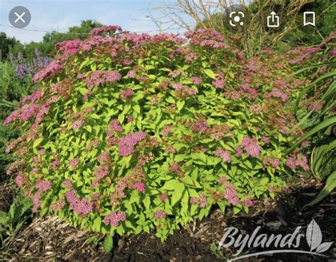 Spiraea X Bumalda Goldflame Goldflame Spirea H W