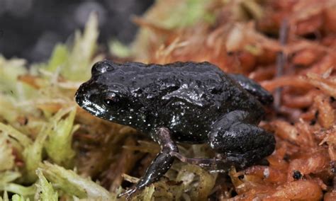 The Rough Moss Frog A Story Of Conservation Action For A Critically