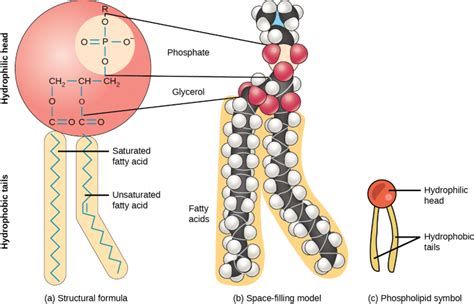 23 Lipids Fundamentals Of Anatomy And Physiology