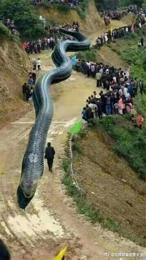 50-Year-Old Man Arrested For Convincing People That A 'Giant Dragon ...