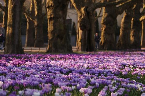 Flowers In My City Anna Szwal Flickr