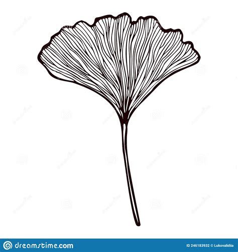 Leaf Ginkgo Biloba Engraved In Isolated White Background Vintage