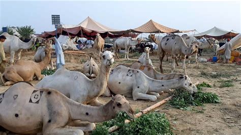 Cow Mandi Islamabad Bhatta Chowk Mandi Rawalpindi Camels Full