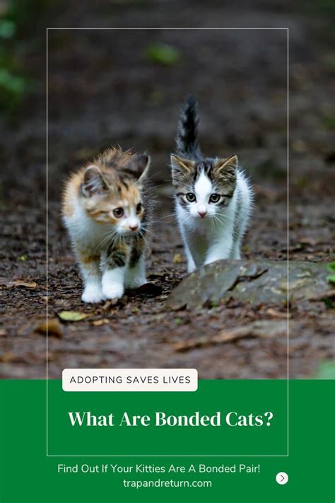 What Are Bonded Cats And How To Tell If Your Cats Are A Bonded Pair ...