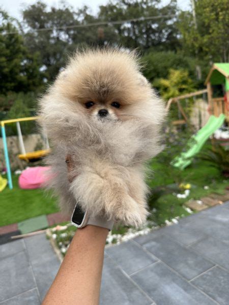 Vendita Cucciolo Volpino Pomerania Da Allevamento A Torino Spitz