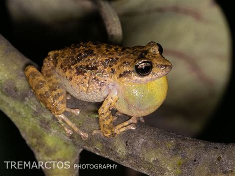 Striped Robber Frog Tremarctos