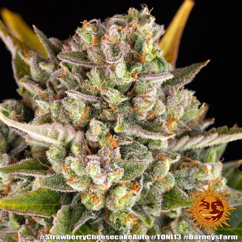 Strawberry Cheesecake Auto Autoflower Seeds Barneys Farm Usa