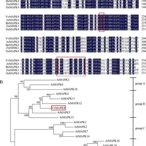 Phylogenetic Tree Analysis And Sequence Alignment A Alignment Of The