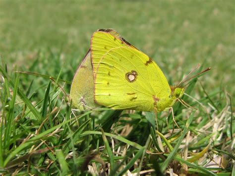 De Vlinderstichting Vlinder Oranje Luzernevlinder Colias Crocea