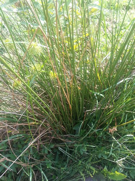 What is this weed? SW Michigan (lawn forum at permies)