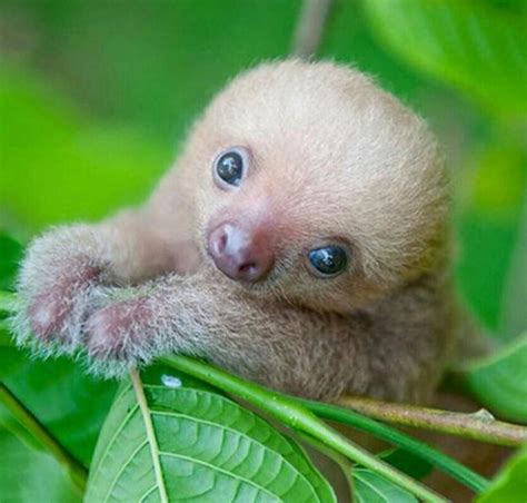 Best 25 Top 10 Cutest Animals Ideas On Pinterest Pictures Of Baby
