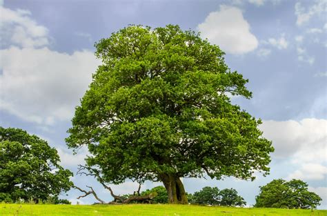 Tree Free Stock Photo - Public Domain Pictures