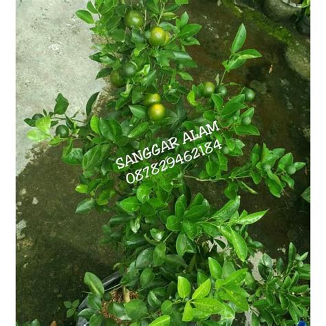 Jual Tanaman Buah Jeruk Songkit Kasturi Bibit Tanaman Jeruk Baru