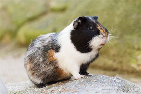 Cobaya O Conejillo De Indias Cavia Porcellus Vive La Naturaleza