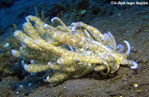 Phyllodesmium Longicirrum Nudibranch Bali