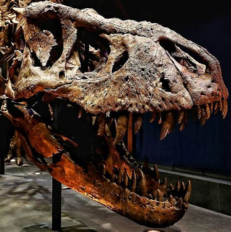 Tyrannosaurus was a bipedal carnivore with a massive skull balanced by ...