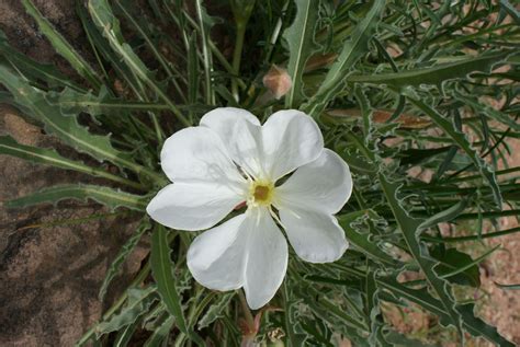 Oenothera Cespitosa Tufted Evening Primrose Stemless Evening