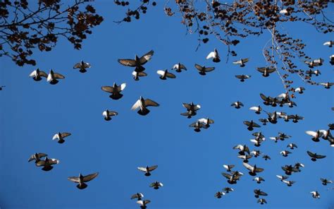 🔥 80 Birds Flying Wallpapers Wallpapersafari