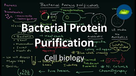 Bacterial Protein Expression And Purification Cell Biology Basic