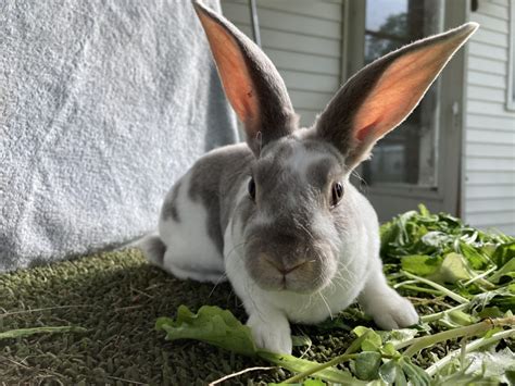 Standard Rex Rabbits For Sale Stanwood MI 439040