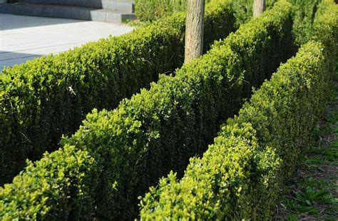 20 Types Of Boxwood Shrubs For Landscaping