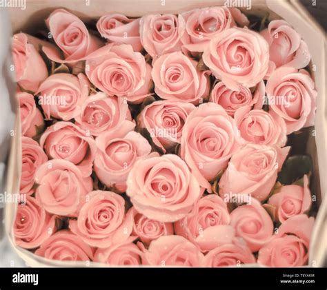 Top 41 Imagen Flores Rosa Pastel Abzlocal Mx