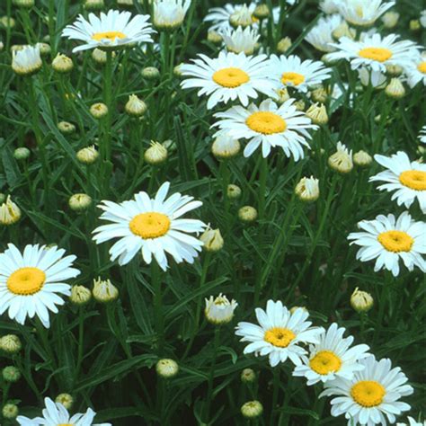 Leucanthemum X Superbum Snow Lady Shasta Daisy Siteone