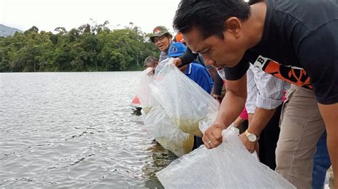 Wakil Bupati Sebar Benih Ikan Di Danau Pauh YouTube