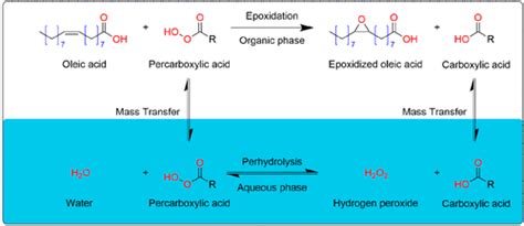 Fatty Acid Epoxidation On Enzymes Experimental Study And Modeling Of