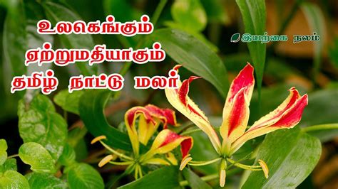 Tamil Nadu State Flowers Name In | Best Flower Site